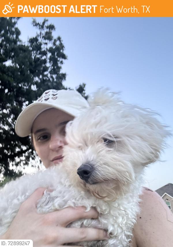 Found/Stray Female Dog last seen Near Clubgate Dr Fort Worth, TX  76137 United States, Fort Worth, TX 76137
