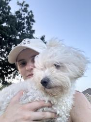 Found/Stray Female Dog last seen Near Clubgate Dr Fort Worth, TX  76137 United States, Fort Worth, TX 76137