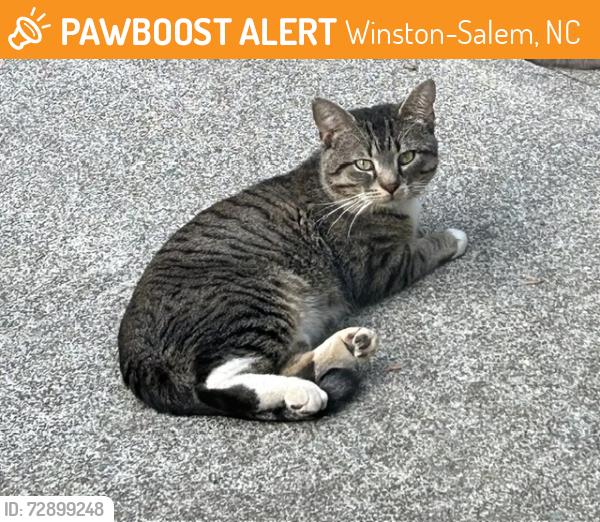 Found/Stray Unknown Cat last seen Velinda Drive near Cedardale, Winston-Salem, NC 27106