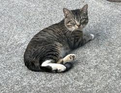 Found/Stray Unknown Cat last seen Velinda Drive near Cedardale, Winston-Salem, NC 27106