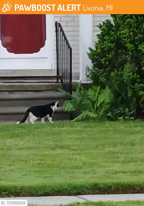 Found/Stray Unknown Cat last seen Garden, Livonia, MI 48154