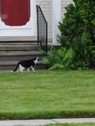Found/Stray Unknown Cat last seen Garden, Livonia, MI 48154