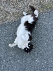 Found/Stray Unknown Cat last seen Coyote Creek, Milpitas, CA 95035