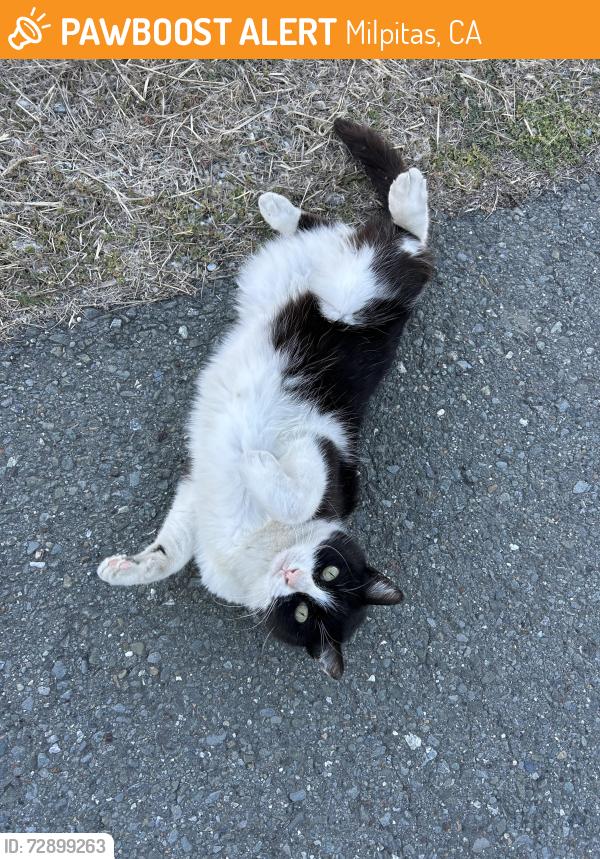 Found/Stray Unknown Cat last seen Coyote Creek, Milpitas, CA 95035