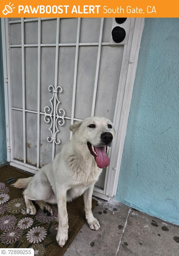 Found/Stray Female Dog last seen Wisconsin and Sequoia Dr near San Anselmo, South Gate, CA 90280