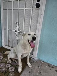 Found/Stray Female Dog last seen Wisconsin and Sequoia Dr near San Anselmo, South Gate, CA 90280