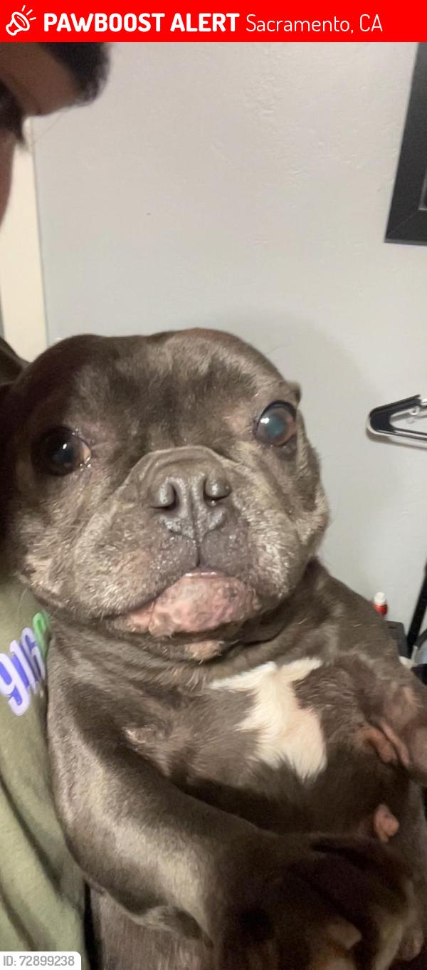 Lost Female Dog last seen Near Sonoma ave south Hagginwood , Sacramento, CA 95815
