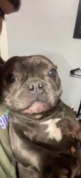 Lost Female Dog last seen Near Sonoma ave south Hagginwood , Sacramento, CA 95815