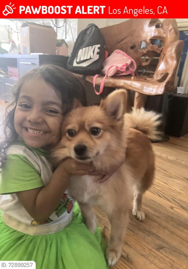 Lost Female Dog last seen Near W 25th St , Los Angeles, CA 90018