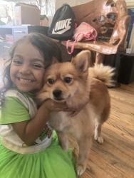 Lost Female Dog last seen Near W 25th St , Los Angeles, CA 90018