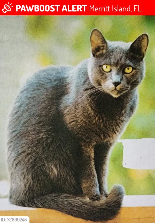 Lost Female Cat last seen Villas at Newfound Harbor, Merritt Island, FL 32952
