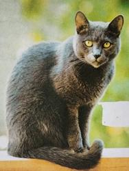 Lost Female Cat last seen Villas at Newfound Harbor, Merritt Island, FL 32952
