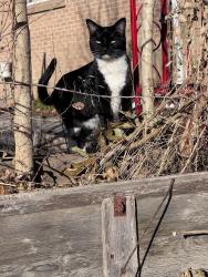 Reunited Male Cat last seen 35th and krameria, Denver, CO 80207