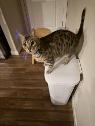 Lost Male Cat last seen Near 34th DR SE UNIT B Mill Creek , WA 98012, Mill Creek, WA 98012