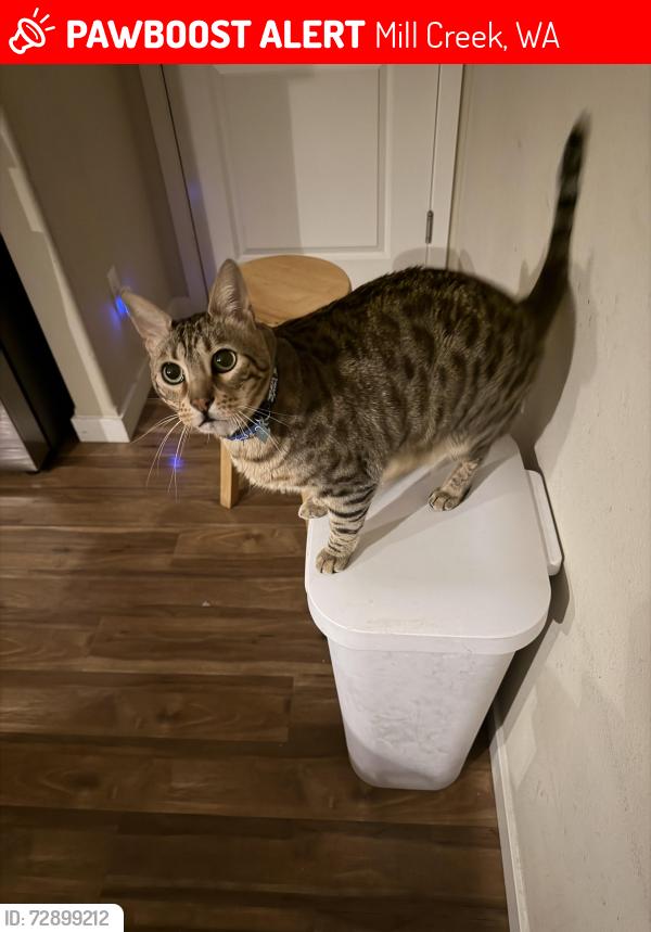 Lost Male Cat last seen Near 34th DR SE UNIT B Mill Creek , WA 98012, Mill Creek, WA 98012