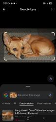 Reunited Male Dog last seen Flamingo and Sandhill - Paradise Crest, Las Vegas, NV 89121