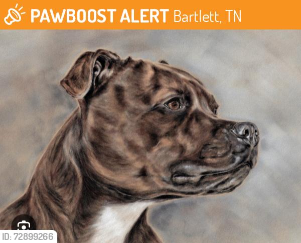 Found/Stray Male Dog last seen Jaylan and Flynthill , Bartlett, TN 38135