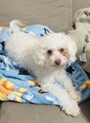 Lost Female Dog last seen Near the Chevron gas station Appleton Rd Marietta ga 30008, Marietta, GA 30008
