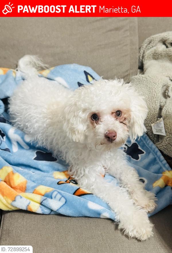 Lost Female Dog last seen Near the Chevron gas station Appleton Rd Marietta ga 30008, Marietta, GA 30008