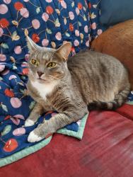 Lost Male Cat last seen 84th & Xavier Way, Everett, WA 98208