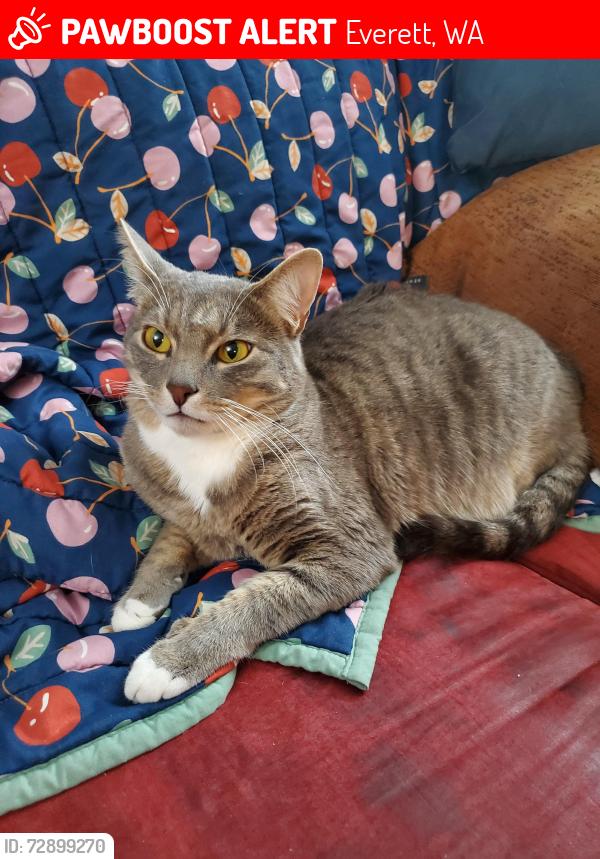 Lost Male Cat last seen 84th & Xavier Way, Everett, WA 98208