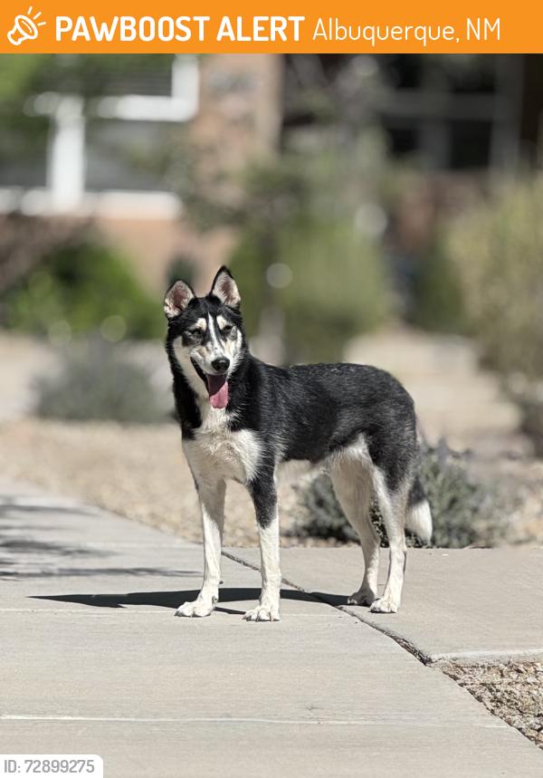 Found/Stray Unknown Dog last seen Cunningham and Strand, Albuquerque, NM 87106