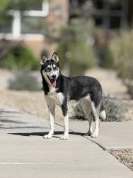 Found/Stray Unknown Dog last seen Cunningham and Strand, Albuquerque, NM 87106