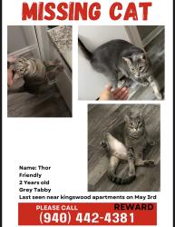 Lost Male Cat last seen garden view st , Denton, TX 76207