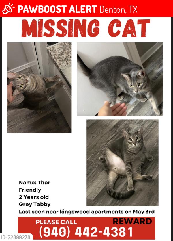 Lost Male Cat last seen garden view st , Denton, TX 76207