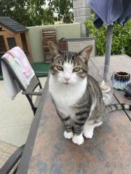 Lost Male Cat last seen Airoso st, suerte st, medano st, Ladera Ranch, CA 92694