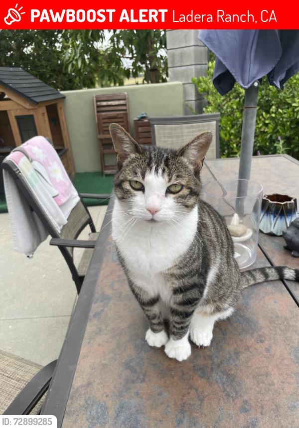 Lost Male Cat last seen Airoso st, suerte st, medano st, Ladera Ranch, CA 92694