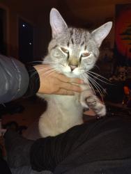 Lost Male Cat last seen Across Lawndale from the Science Center, Greensboro, NC 27455