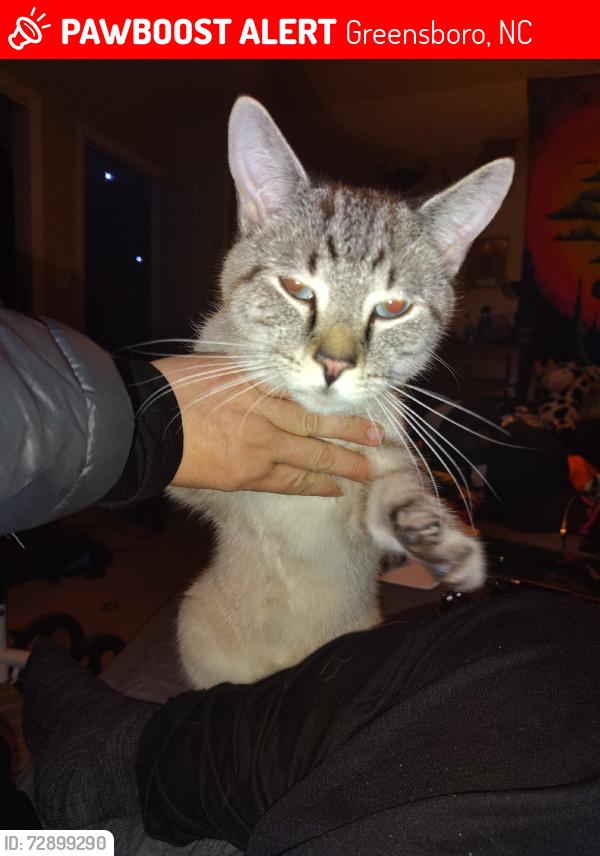 Lost Male Cat last seen Across Lawndale from the Science Center, Greensboro, NC 27455