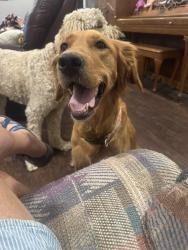 Found/Stray Female Dog last seen Puckett 37th and Rutson, Amarillo, TX 79109