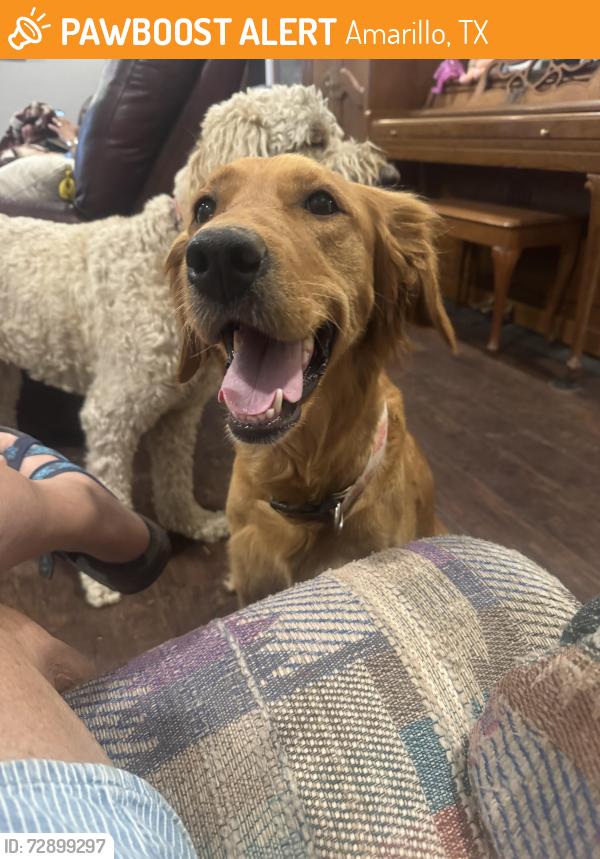 Found/Stray Female Dog last seen Puckett 37th and Rutson, Amarillo, TX 79109