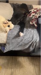 Lost Female Dog last seen Mircacle strip pkwy & memorial pkwy sw, Fort Walton Beach, FL 32548