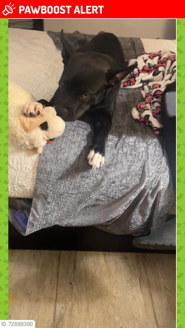 Lost Female Dog last seen Mircacle strip pkwy & memorial pkwy sw, Fort Walton Beach, FL 32548