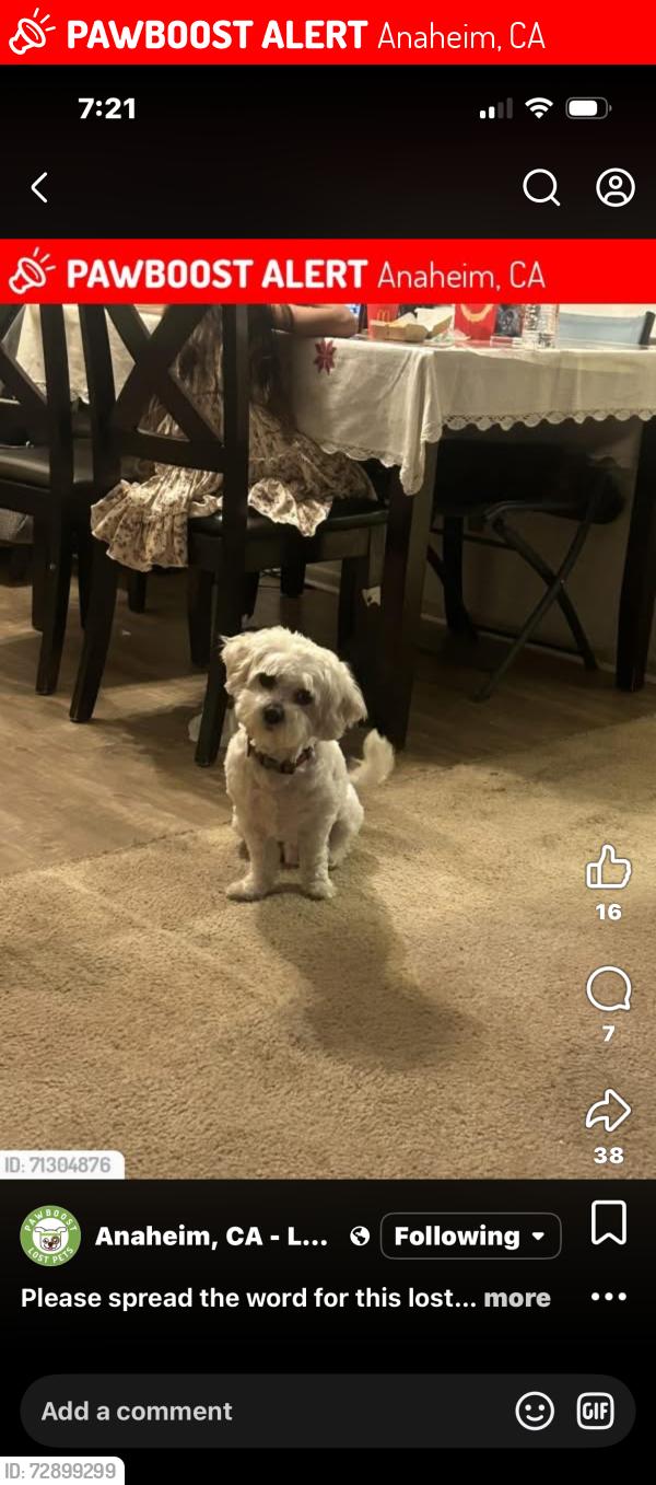 Lost Male Dog last seen Claudina and Anaheim blvd. , Anaheim, CA 92815
