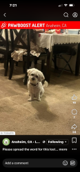 Lost Male Dog last seen Claudina and Anaheim blvd. , Anaheim, CA 92815