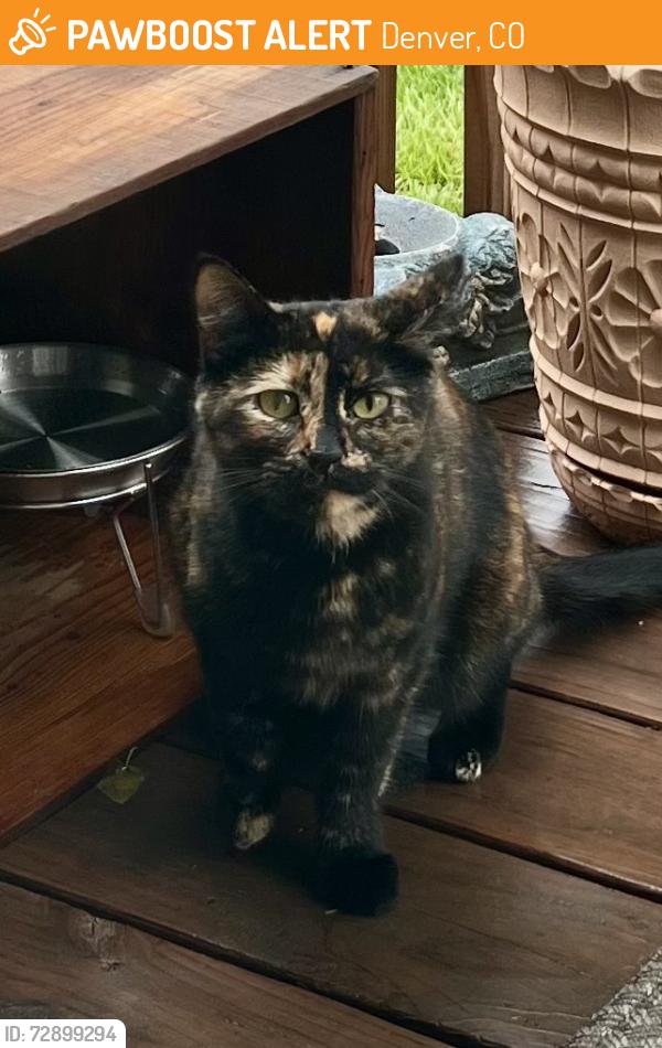 Found/Stray Unknown Cat last seen Mississippi Ave./Decatur St., Denver, CO 80223