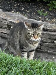 Found/Stray Unknown Cat last seen Louetta lakes, Harris County, TX 77388
