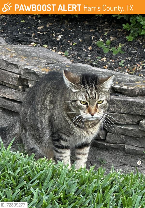 Found/Stray Unknown Cat last seen Louetta lakes, Harris County, TX 77388