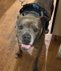 Found/Stray Male Dog last seen Farmgate and Southshore Rds, Guilford County, NC 27214