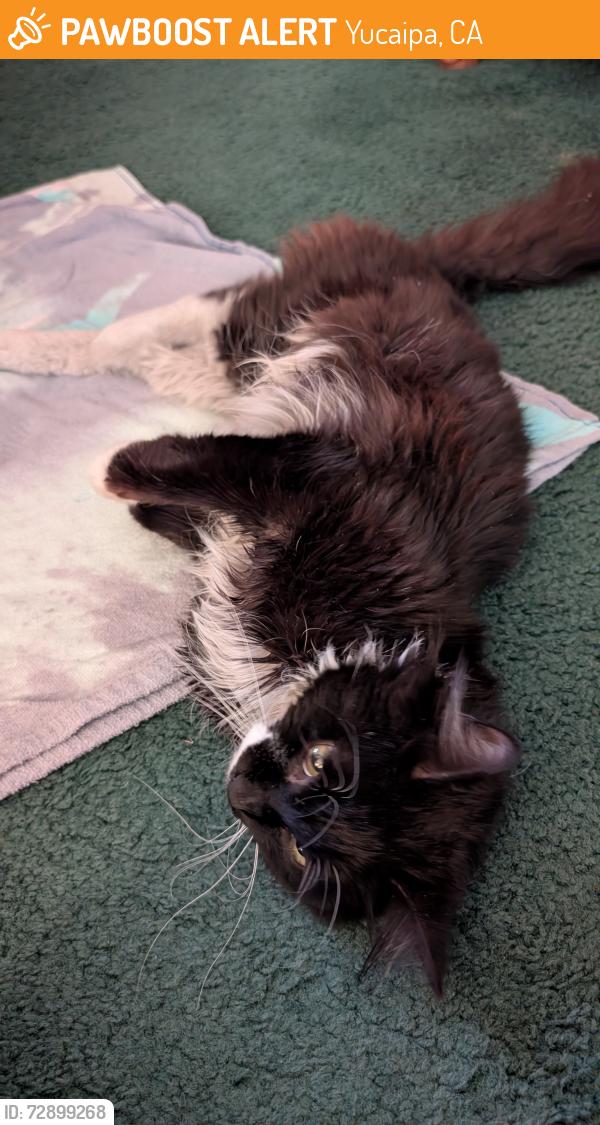 Found/Stray Male Cat last seen On the freeway 10 up from Yucaipa Blvd., Yucaipa, CA 92399