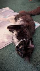 Found/Stray Male Cat last seen On the freeway 10 up from Yucaipa Blvd., Yucaipa, CA 92399