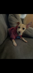 Lost Male Dog last seen 57th and 55th, Oakland, CA 94621