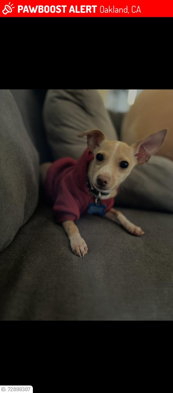 Lost Male Dog last seen 57th and 55th, Oakland, CA 94621