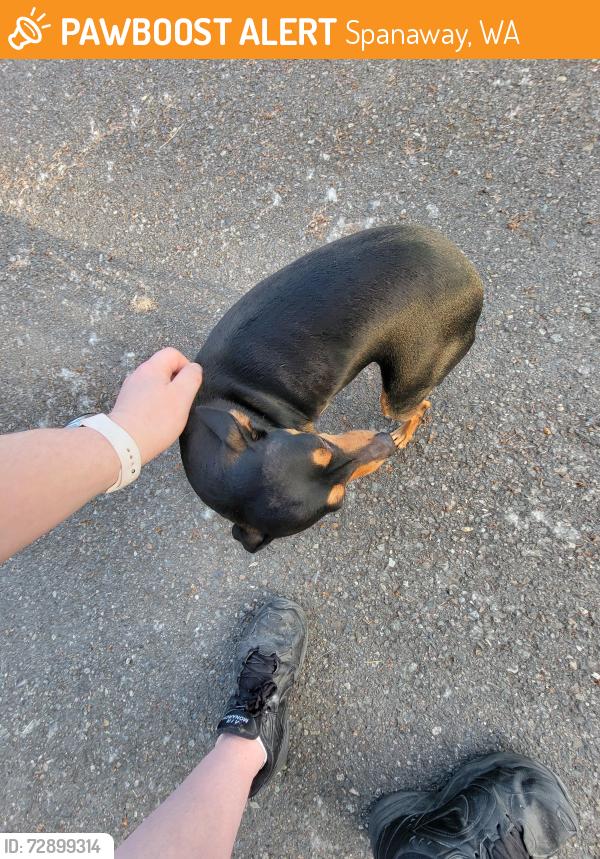 Found/Stray Male Dog last seen 26th Ave 112th street , Spanaway, WA 98445