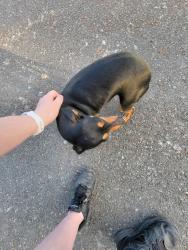 Found/Stray Male Dog last seen 26th Ave 112th street , Spanaway, WA 98445