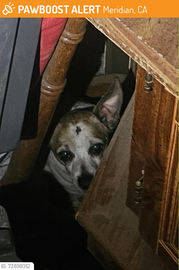 Found/Stray Unknown Dog last seen Meridian, Meridian, CA 95957